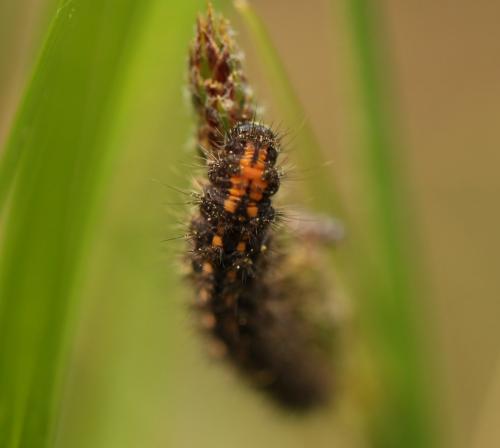 Eilema griseola